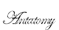Antatomy