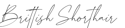 Brittish Shorthair Font Image