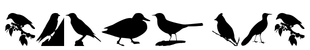 Birds TFB