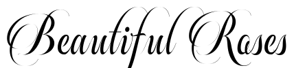 Beautiful Roses