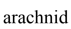 arachnid