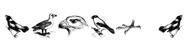 birds a Font Image