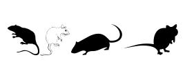 Rats Font Image