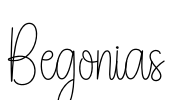 Begonias Font Image