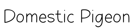 Domestic Pigeon Font Image